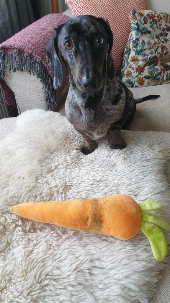 The Dachs and the Carrot