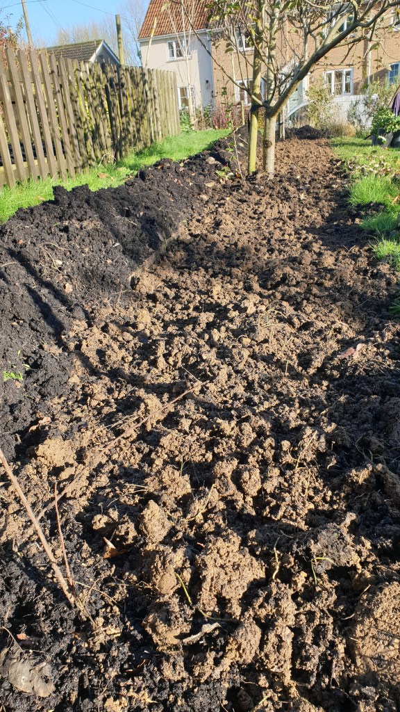 Compost ready to go on the tulips