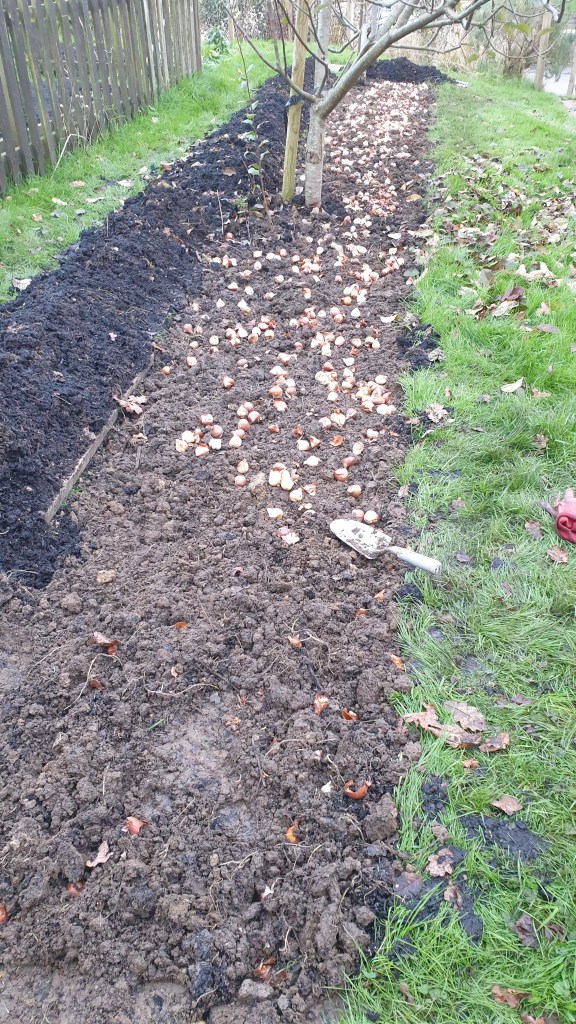 Spreading teh tulips