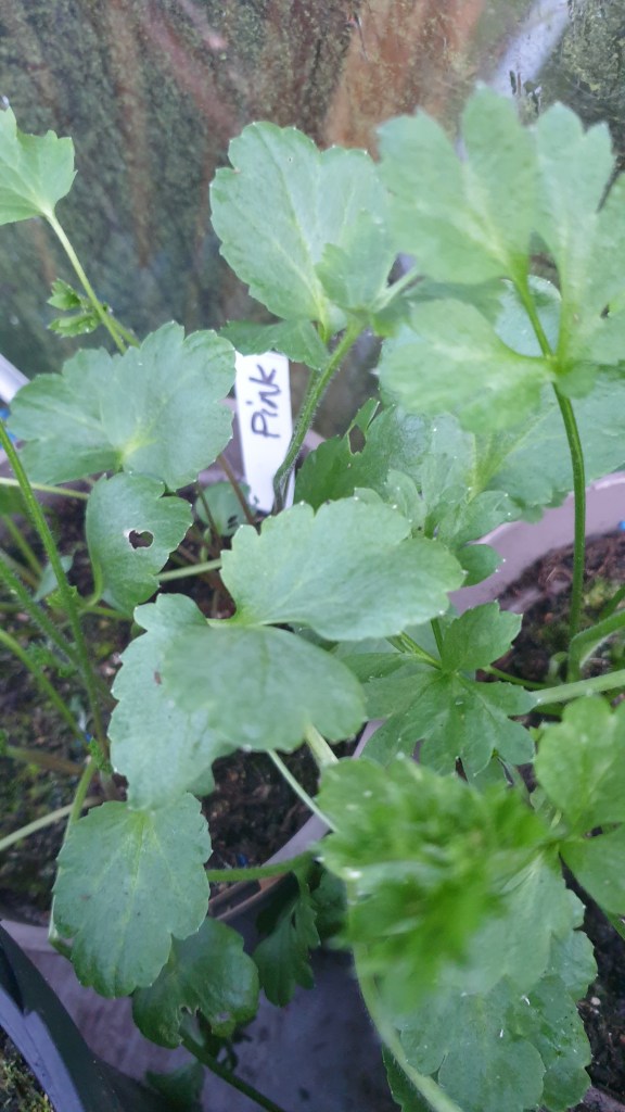 Ranunculus survivors