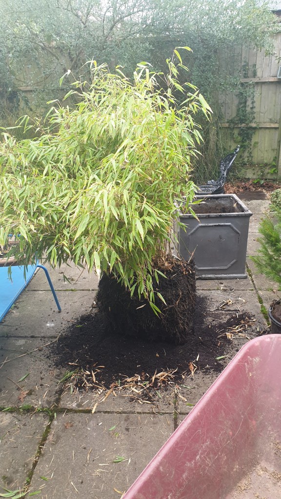Splitting the smaller bamboo